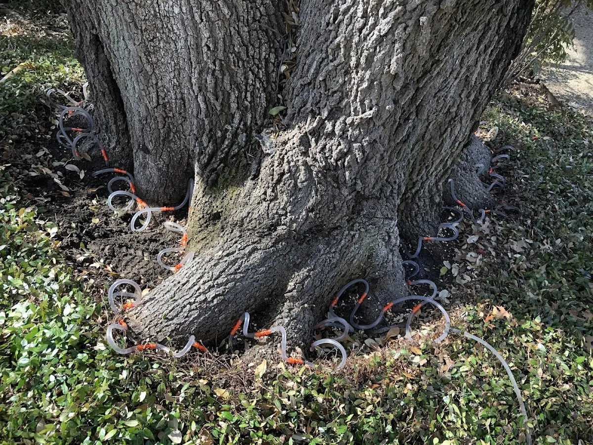 Detailed Tree Cabling and Bracing job site in Nikiski
