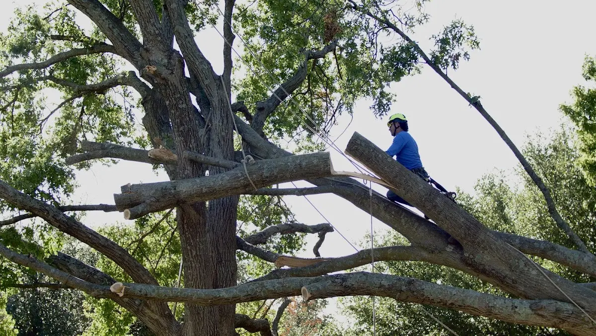 Professional Crown Thinning performed by certified arborists in Nikiski