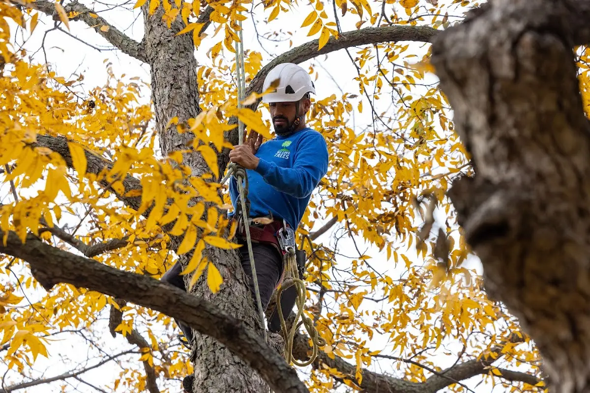 Skilled Tree Pruning crew working in Nikiski